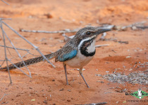 Long-tailed Ground Roller