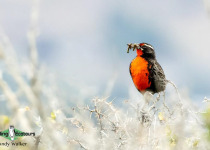 Long-tailed meadowlark