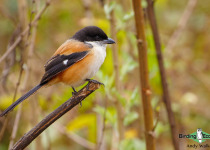 Long-tailed shrike