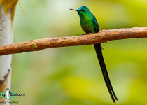 Long-tailed Sylph