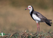 Long-toed lapwing