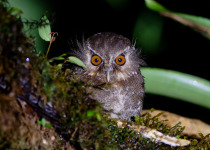 Long-whiskered Owlet