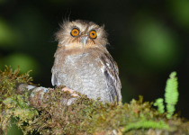 Long-whiskered Owlet