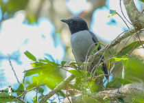 Madagascar Cuckooshrike