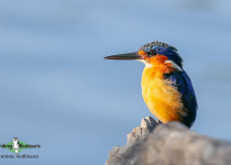 Madagascar Kingfisher