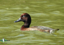 Madagascar pochard