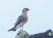 Madagascar Pratincole