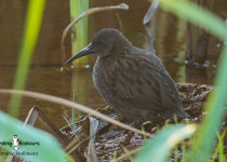Madagascar Rail