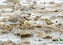 Magellanic Plover