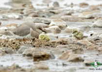 Magellanic Plover