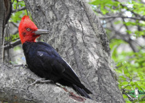 Magellanic Woodpecker