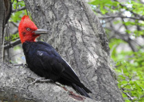 Magellanic Woodpecker