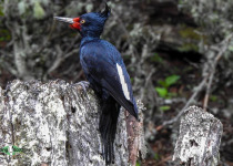 Magellanic Woodpecker