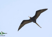 Magnificent Frigatebird