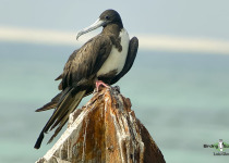 Magnificent Frigatebird