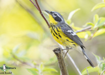 Magnolia Warbler