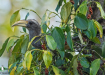 Malabar Grey Hornbill