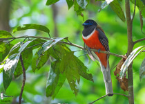 Malabar Trogon