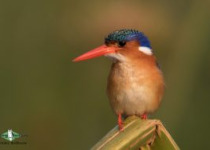 Malachite Kingfisher