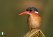 Malachite Kingfisher