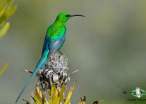 Malachite Sunbird