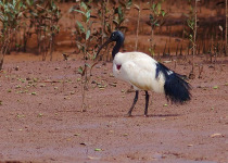 Malagasy Sacred Ibis