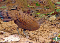 Malayan Peacock-Pheasant