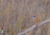 Mallee Emuwren
