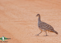 Malleefowl