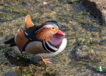 Mandarin Duck