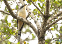 Mangrove Cuckoo