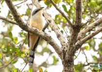 Mangrove Cuckoo