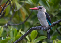 Mangrove Kingfisher