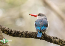 Mangrove Kingfisher