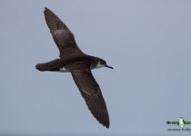 Manx Shearwater