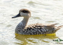 Marbled Duck