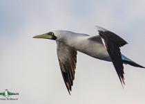 Masked Booby