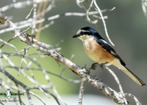 Masked Shrike