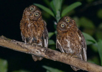 Mayotte Scops Owl