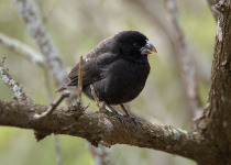 Medium Ground Finch