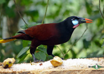 Montezuma Oropendola