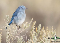 Mountain Bluebird