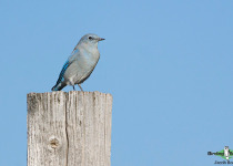Mountain Bluebird