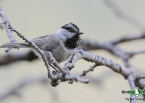 Mountain Chickadee