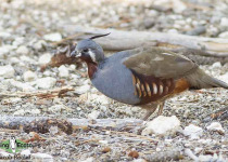 Mountain Quail