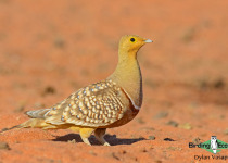 Namaqua Sandgrouse