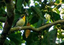 Narcissus Flycatcher