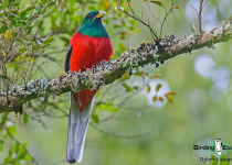 Narina Trogon
