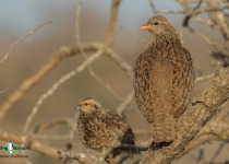 Natal spurfowl