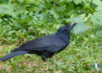 New Caledonian crow